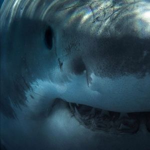 Meet your Posher, Henry